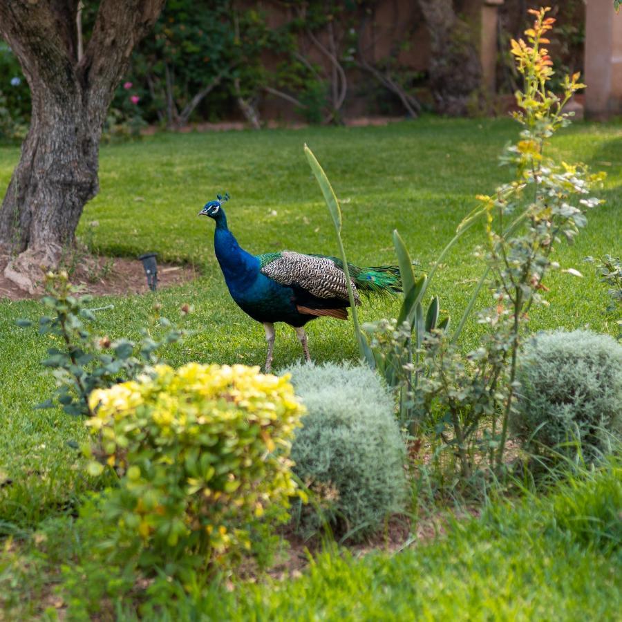 マラケシュ Domaine Alma Marrakechヴィラ エクステリア 写真