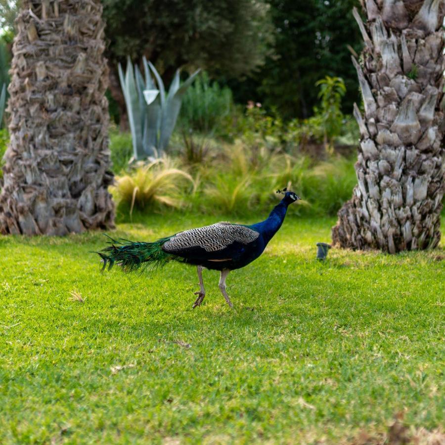 マラケシュ Domaine Alma Marrakechヴィラ エクステリア 写真